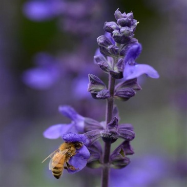 Шалфей межвидовой (Salvia longispicata x farinacea) Шалфей межвидовой (Salvia longispicata x farinacea)