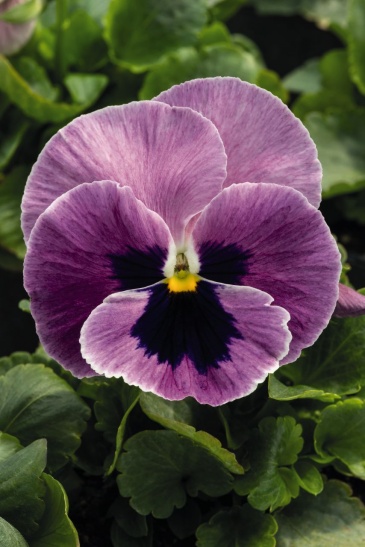 Виола виттрока (Viola wittrockiana) Виола виттрока (Viola wittrockiana)