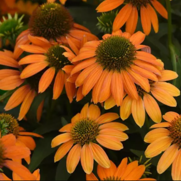 Эхинацея гибридная (Echinacea purpurea) Эхинацея гибридная (Echinacea purpurea)