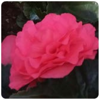 Бегония клубневая махровая (Begonia tuberhybrida)