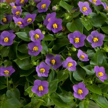 Экзакум (Exacum affine) Экзакум (Exacum affine)