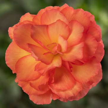 Бегония клубневая махровая (Begonia tuberhybrida) Бегония клубневая махровая (Begonia tuberhybrida)