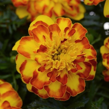 Бархатцы отклоненные (Tagetes patula) Бархатцы отклоненные (Tagetes patula)