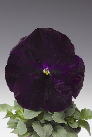 Виола Виттрока (Viola wittrockiana) Виола Виттрока (Viola wittrockiana)