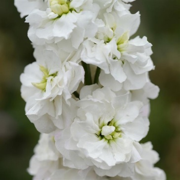 Левкой седой (Matthiola incana)