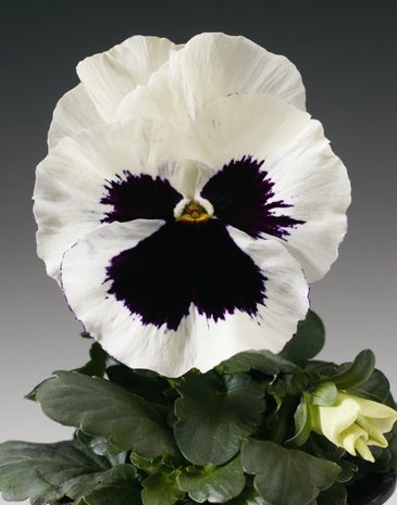 Виола Виттрока (Viola wittrockiana)