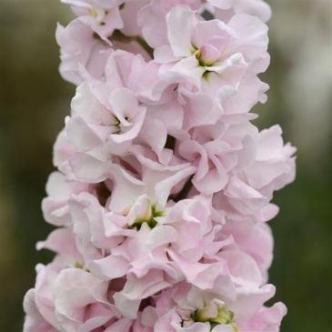 Левкой седой (Matthiola incana)