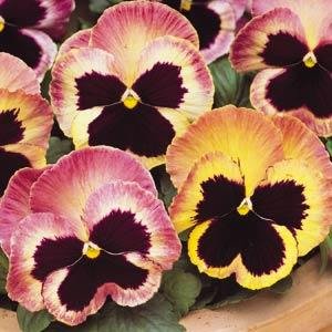 Виола виттрока (Viola wittrockiana) Виола виттрока (Viola wittrockiana)