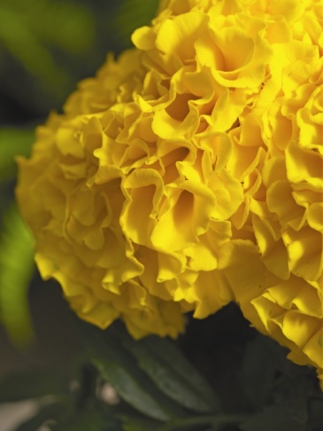 Бархатцы прямостоячие (Tagetes erecta)