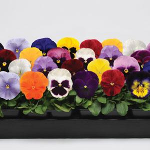 Виола виттрока (Viola wittrockiana) Виола виттрока (Viola wittrockiana)
