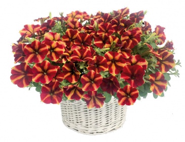 Петуния ампельная гибридная (Petunia x hybrida)