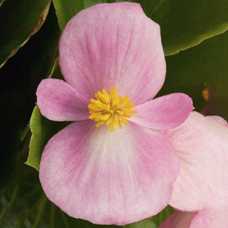 Бегония вечноцветущая (зеленая листва) (Begonia semperflorens)