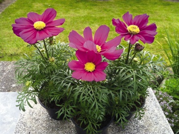 Космея дваждыперистая (Cosmos bipinnatus)