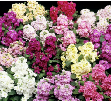 Левкой седой (Matthiola incana)