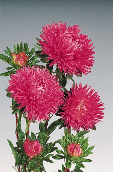 Астра китайская (Callistephus chinensis)
