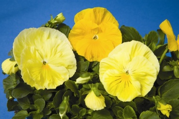Виола Виттрока (Viola wittrockiana) Виола Виттрока (Viola wittrockiana)