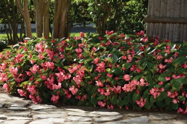 Бегония гибридная (зеленая листва) (Begonia hybrida) Бегония гибридная (зеленая листва) (Begonia hybrida)