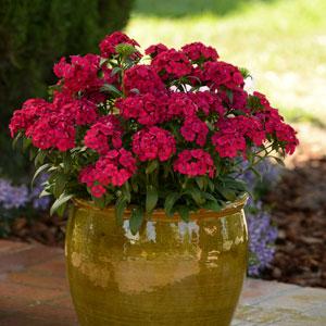 Гвоздика турецкая (Dianthus barbatus)