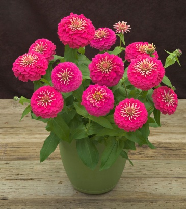 Цинния изящная (Zinnia elegans) Цинния изящная (Zinnia elegans)