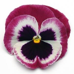 Виола виттрока (Viola wittrockiana) Виола виттрока (Viola wittrockiana)