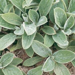Чистец византийский (шерстистый) (Stachys byzantina (lanata))