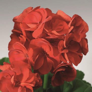Герань (пеларгония садовая) (Pelargonium x hortorum)