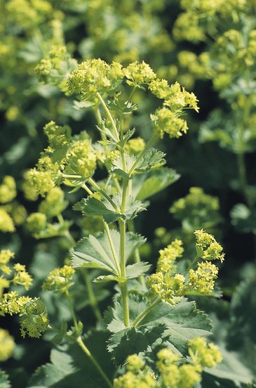 Манжетка мягкая (Alchemilla mollis)