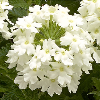 Вербена гибридная ампельная (Verbena hybrida)
