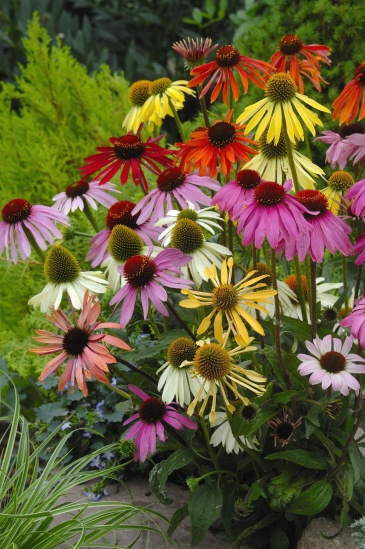 Эхинацея пурпурная (Echinacea purpurea)