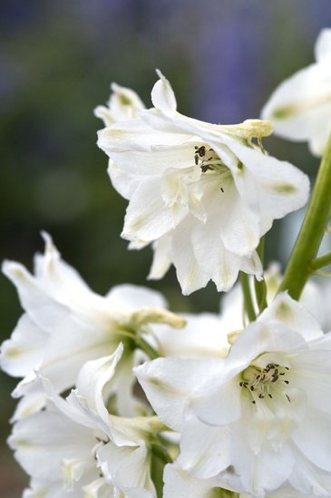 Дельфиниум высокий (Delphinium elatum)
