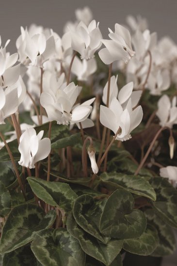 Цикламен плющелистный (Cyclamen hederifolium)