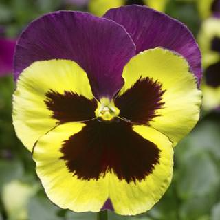 Виола Виттрока (Viola wittrockiana) Виола Виттрока (Viola wittrockiana)