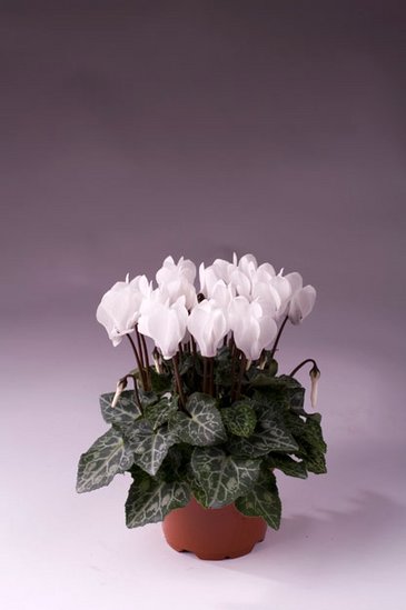 Цикламен персидский (Cyclamen persicum) Цикламен персидский (Cyclamen persicum)