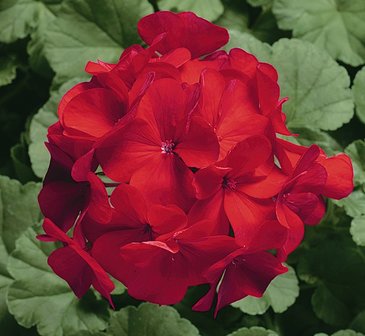 Герань (пеларгония садовая) (Pelargonium x hortorum)