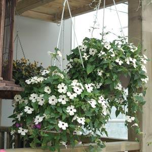 Тунбергия крылатая (Thunbergia alata)