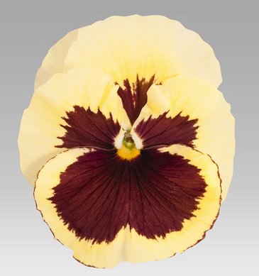 Виола виттрока (Viola wittrockiana)