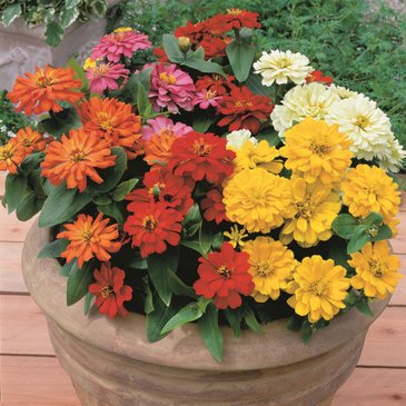 Цинния изящная (Zinnia elegans)