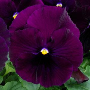 Виола виттрока (Viola wittrockiana) Виола виттрока (Viola wittrockiana)