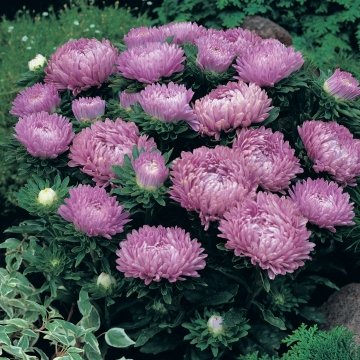 Астра китайская (Callistephus chinensis)