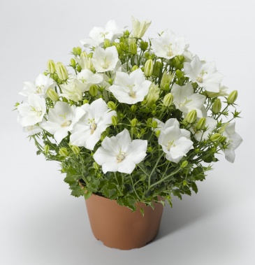 Колокольчик карпатский (Campanula carpatica) Колокольчик карпатский (Campanula carpatica)