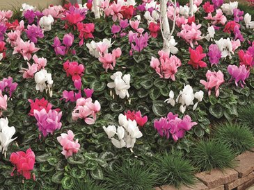 Цикламен персидский (Cyclamen persicum)