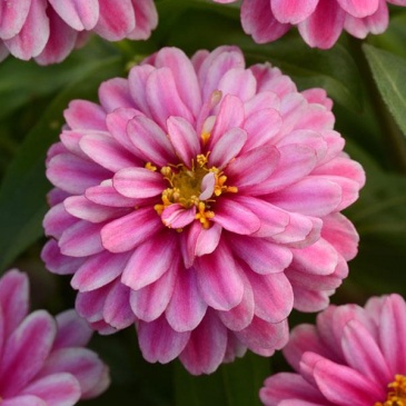 Цинния мариландская (Zinnia marylandica) Цинния мариландская (Zinnia marylandica)