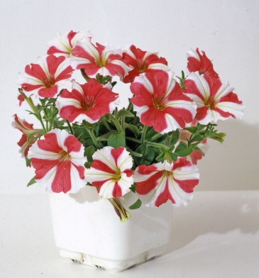 Петуния мелкоцветковая (Petunia milliflora)