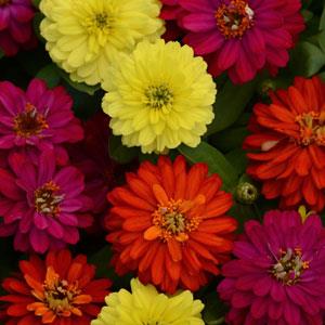Цинния мариландская (Zinnia marylandica) Цинния мариландская (Zinnia marylandica)
