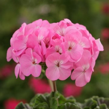 Герань (пеларгония садовая) (Pelargonium x hortorum)