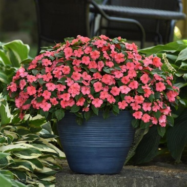 Бальзамин Уоллера (Impatiens walleriana) Бальзамин Уоллера (Impatiens walleriana)