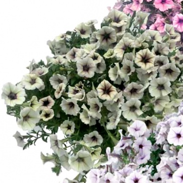 Петуния ампельная гибридная (Petunia x hybrida)