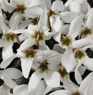 Цикламен персидский (Cyclamen persicum)