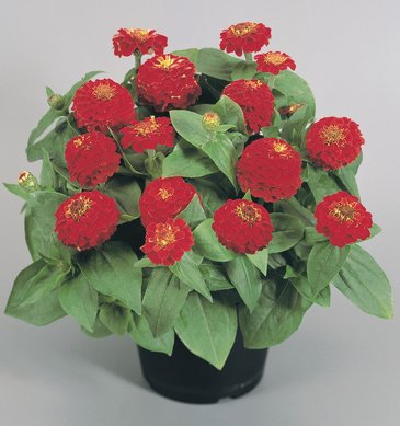 Цинния изящная (Zinnia elegans)