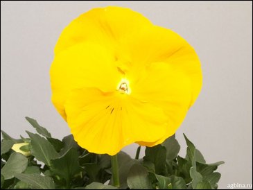 Виола Виттрока (Viola wittrockiana)